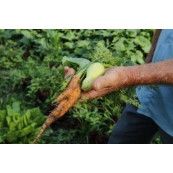 O Programa de Aquisição de Alimentos (PAA) arrecada 81 toneladas de alimentos em junho no Paraná
